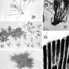 Image result for Asterochaete angustissima