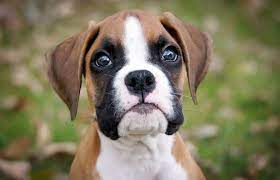 The Absolute Best Dog Breeds For Young Kids Boxer Puppies For Sale Boxer Puppies Boxer Dogs