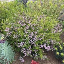 Plants reach 1½ feet tall. Breath Of Heaven Coleonema Pulchellum Sunset Gold Garden Org