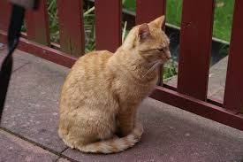 It means that your cat feels calm and safe. Why Do Cats Wrap Their Tails Around Their Paws