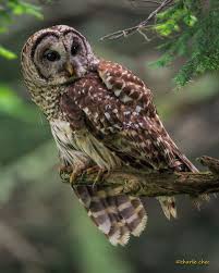An Owl Perches On A Tree In The Great Smoky Mountains National Pearl Smoky Mountains Pet Birds Backyard Birds