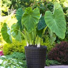 Image result for Colocasia