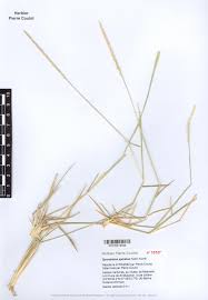 Image result for Sporobolus spicatus