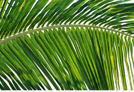 palm oil tree png download 1024 696 free transparent leaf png download cleanpng kisspng palm oil tree png download 1024 696