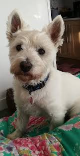 Dudley 4 Year Old Male West Highland White Terrier Available For Adoption