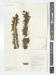 Image result for Euphorbia didiereoides