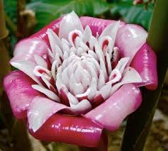 Pin On Flowers