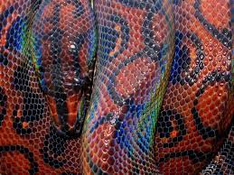Known For The Iridescent Sheen On Its Scale These Species Are Known As Rainbow Boa Colorful Animals Rainbow Snake Beautiful Snakes