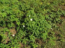 Image result for Merremia kentrocaulos