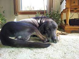 sophie our newest very old very abused recently rescued us dog pets your pet dogs