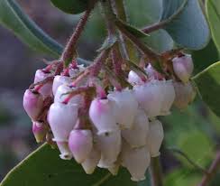During the winter there were blizzards in central california, the salinas river froze solid where it flowed into the monterey bay. Drought Tolerant Plants For A Long Beach Southern California Native Garden