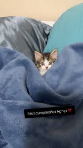 FELIZ CUMPLEAÑOS AGNES♥️🥹🐱, Sin pensarlo, llegaste en el momento que más  te necesitaba, sanando cada partesita de mi corazón, no sabía que podría  amar tanto a un gatito. Feliz cumpleaños #1 mi amor ...