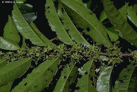 Image result for Cassipourea