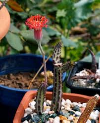 Image result for Senecio tabulicola