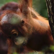 Monkey Discover World Orangutan Day Its World Orangutan Day The Name Orangutan Means Person Of The Forest In T In 2020 Rainforest Habitat Orangutan Rainforest Trust