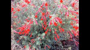 Zauschneria 'catalina', reclassified to the genus epilobium, carries the common name california fuchsia and is native to the coast and offshore islands of california. Epilobium Canum Chaparral Silver Zauschneria Canum California Fuchsia Youtube