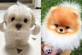 Check spelling or type a new query. Arti Mimpi Tentang Anak Anjing Jadi Pertanda Baik Dalam Hal Ekonomi Hingga Terlepas Dari Jeratan Masalah Simak Penjelasannya