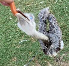 The Urban Rescue Ranch on Instagram: “😳🥵 like this photo right this  instant or You're next 😳😖😖”