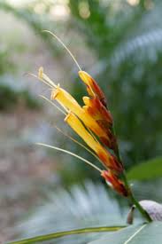 Image result for Sanchezia parvibracteata