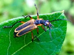 We did not find results for: Margined Leatherwing Or Goldenrod Soldier Beetle Chauliognathus Marginatus Bugguide Net