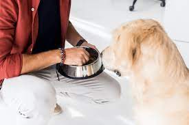 Why You Should Throw Away Your Dog S Food Bowl Start Hand Feeding