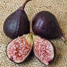 We did not find results for: Improved Brown Turkey Fig Gurney S Seed Nursery Co