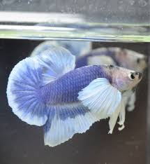 Beautiful Plakat Betta Fish Betta