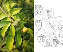 Image result for Vepris