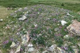 Image result for Trifolium polystachyum