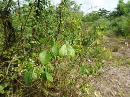 Image result for Rourea coccinea