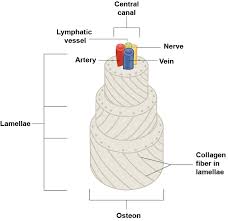 Medullary cavity the inside of the shaft is usually hollow, except that it is filled with yellow marrow in adults and red marrow in small children and infants. 6 3 Bone Structure Anatomy Physiology