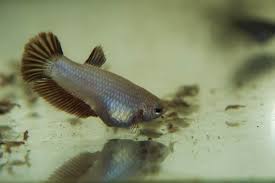 Betta fish are among the most popular freshwater fish around. Betta Constipation Causes And Treatment Betta Source
