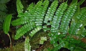 Image result for Didymochlaena truncatula