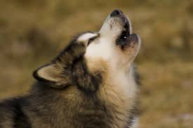 Maybe you would like to learn more about one of these? Alaskan Malamute Rassebeschreibung Wesen Haltung Und Pflege