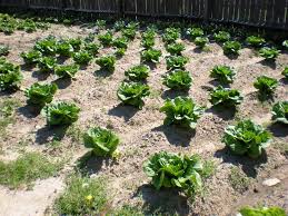 top 10 vegetables and herbs to plant in