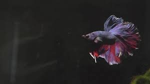 But some do get use to it. Betta Glass Surfing Why It Happens What To Do Betta Care Fish Guide
