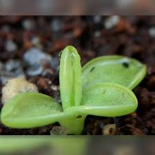 I have noted that this species can stay alive with cold. Pinguicula Primuliflora Primrose Butterwort Uploaded By Demeterstouch