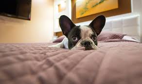 Play growling naturally occurs during play. How To Stop A Dog From Growling At You On The Bed 9 Tips That Mutt