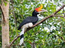 Pada beberapa spesies terdapat struktur pelindung kepala. Ml25529751 Rhinoceros Hornbill Macaulay Library