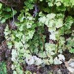 Image result for Anogramma leptophylla