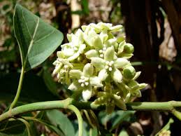 Image result for Marsdenia