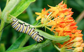 A relationship between two organisms in which the organisms benefit from one another. How Monarch Butterflies Evolved To Eat A Poisonous Plant Scientific American