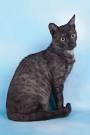 Egyptian Mau - Price, Personality, Lifespan