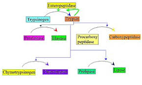 Using the word 'proenzymes' in scrabble will fetch you 26 points while using it in words with. Structural Biochemistry Enzyme Regulation Proteolytic Activation Wikibooks Open Books For An Open World