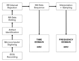 Heart Rate Variability Circulation