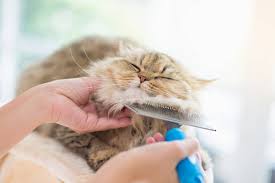 Cách chăm sóc da và chải lông cho mèo chuẩn nhất