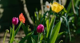 Start them off indoors, sowing any time between february and april. Bulb Growing Guide Tui When And How To Plant Spring Bulbs
