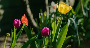 Did you scroll all this way to get facts about flowering bulb? Bulb Growing Guide Tui When And How To Plant Spring Bulbs