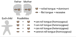 The Genetic Basics What Are Genes And What Do They Do A