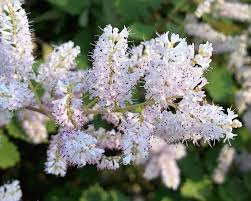 Image result for Tetradenia
